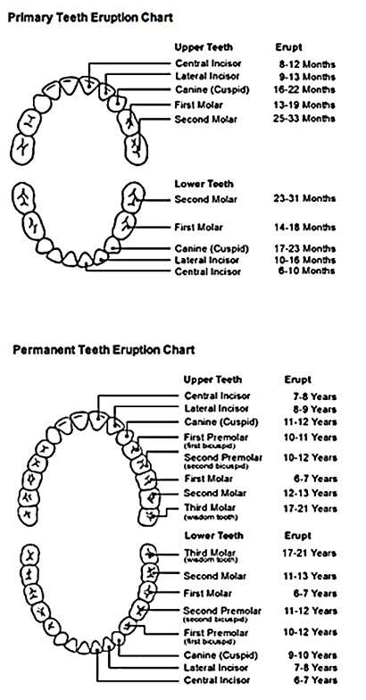 tooth-eruption-chart.jpg